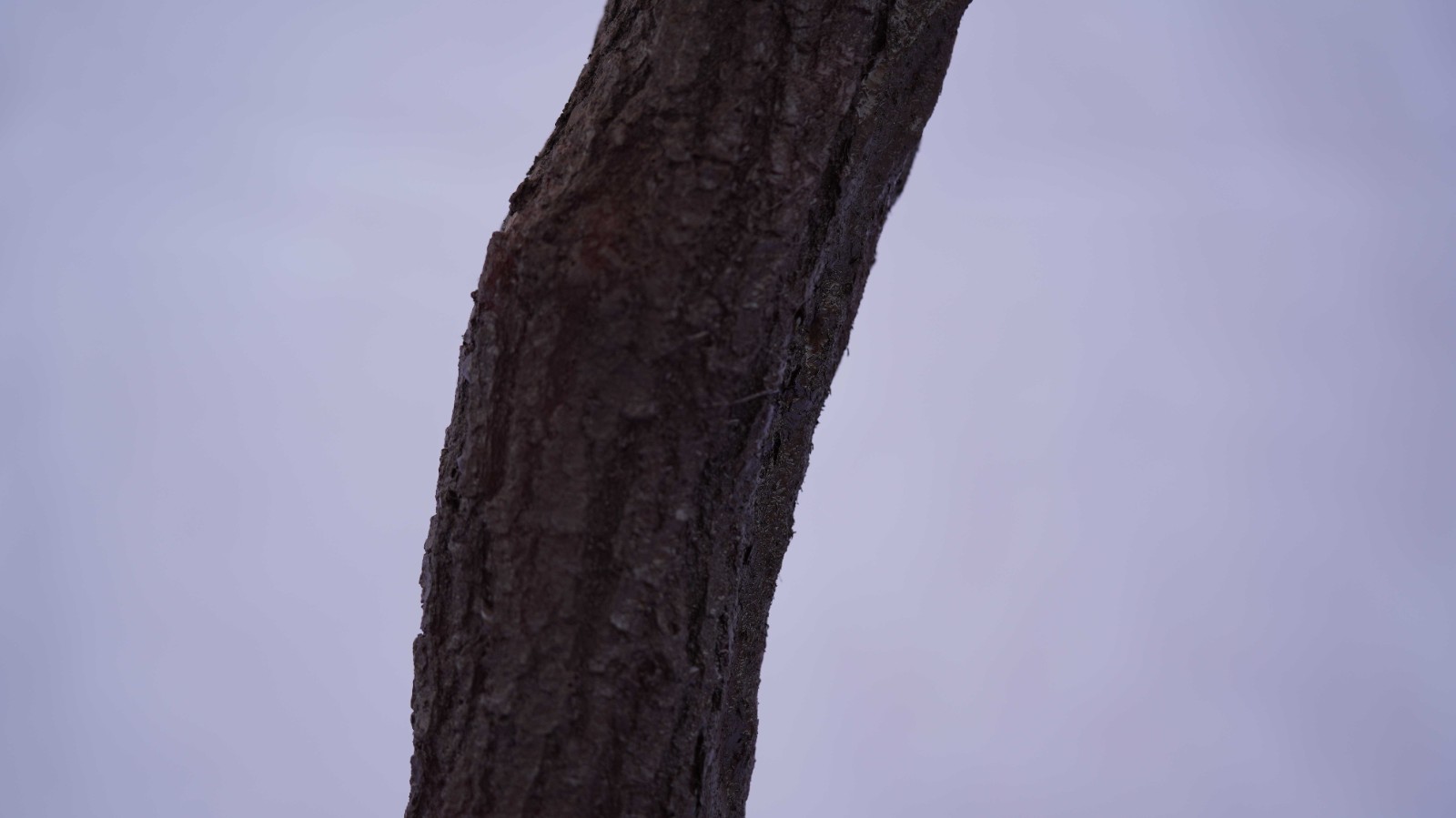 RMA2440104-3.jpg