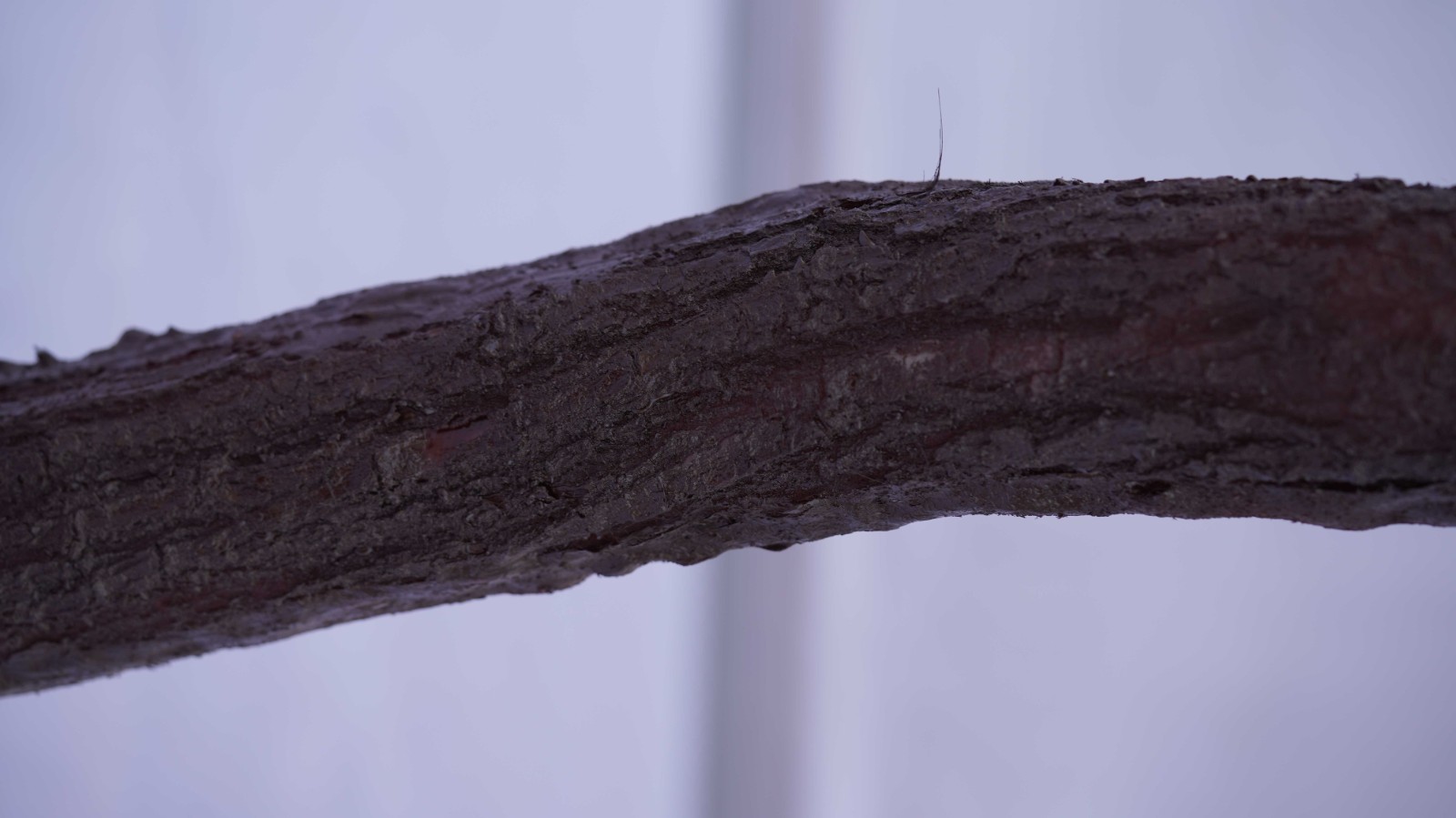 RMA2440104-2.jpg